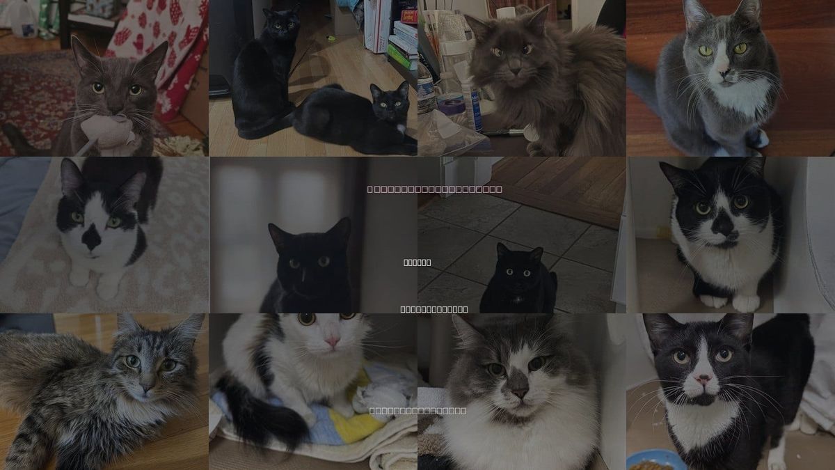 Cats for Adoption in Revere, Massachusetts