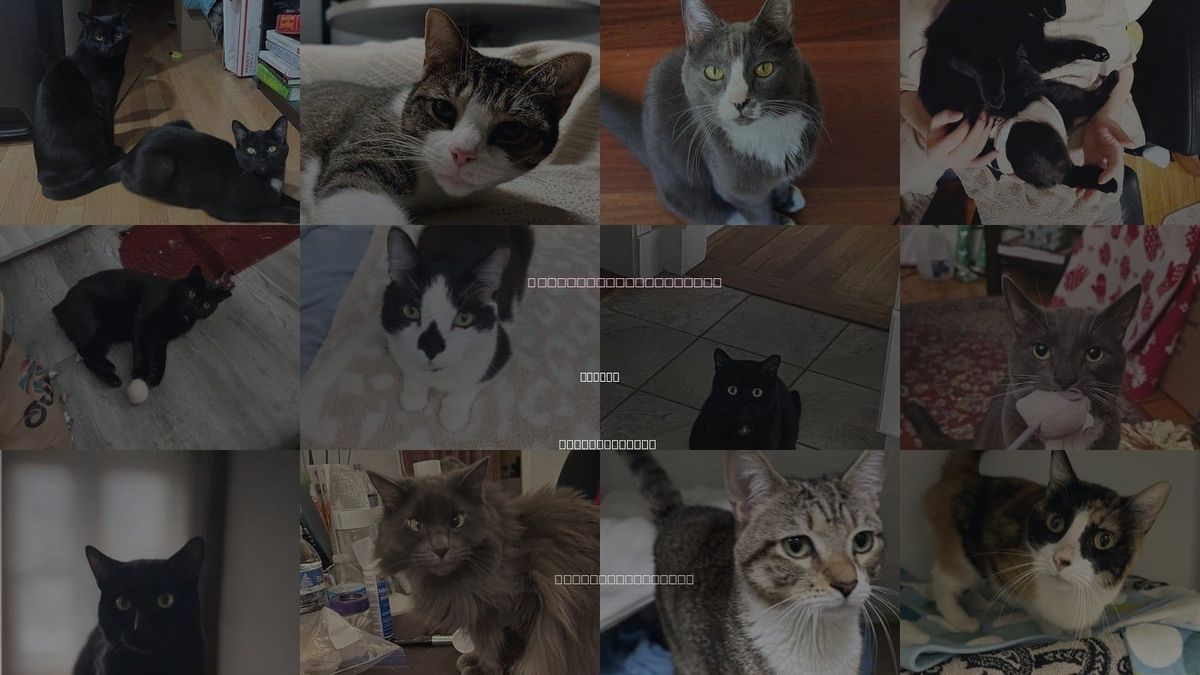 Cats for Adoption in Revere, Massachusetts