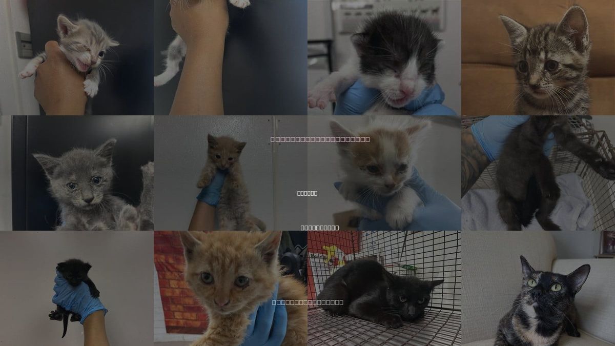 Cats for Adoption in Rialto, California