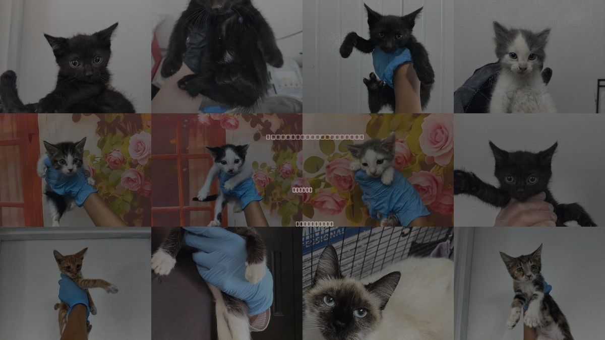 Cats for Adoption in Rialto, California