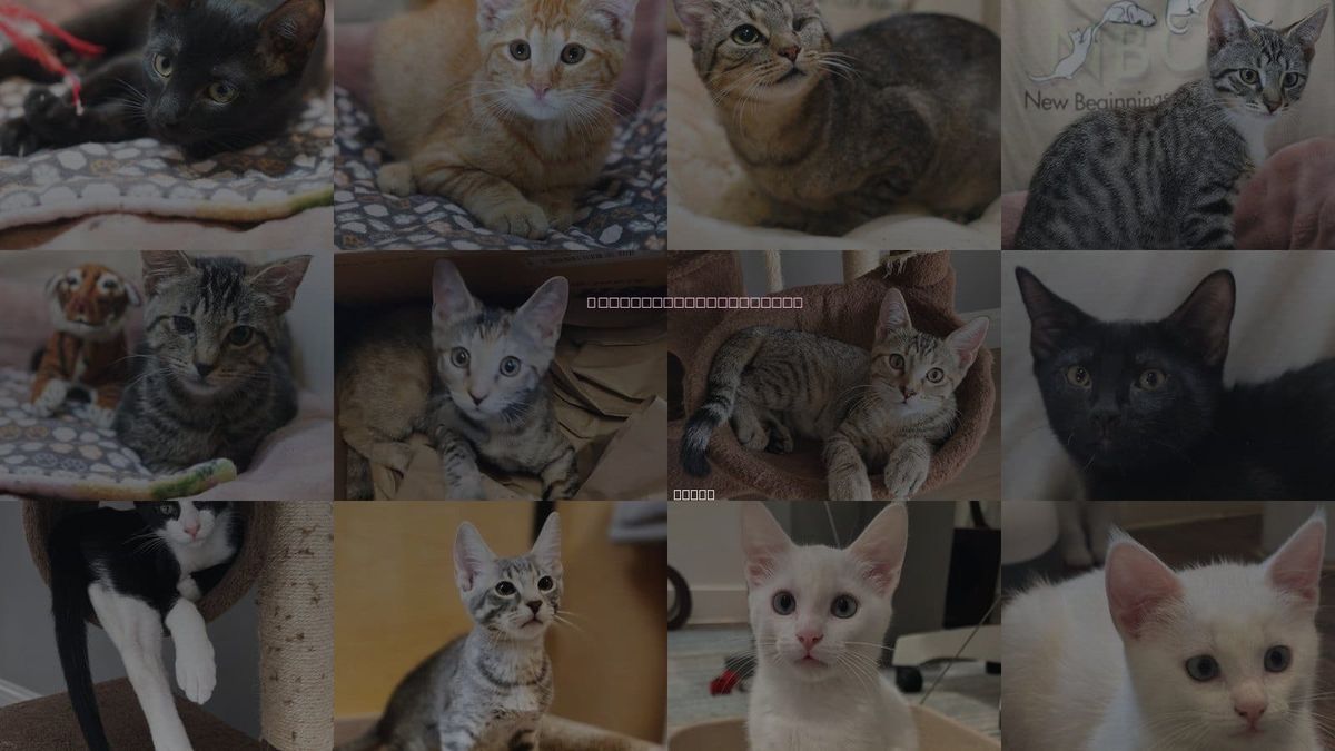 Cats for Adoption in Richardson, Texas