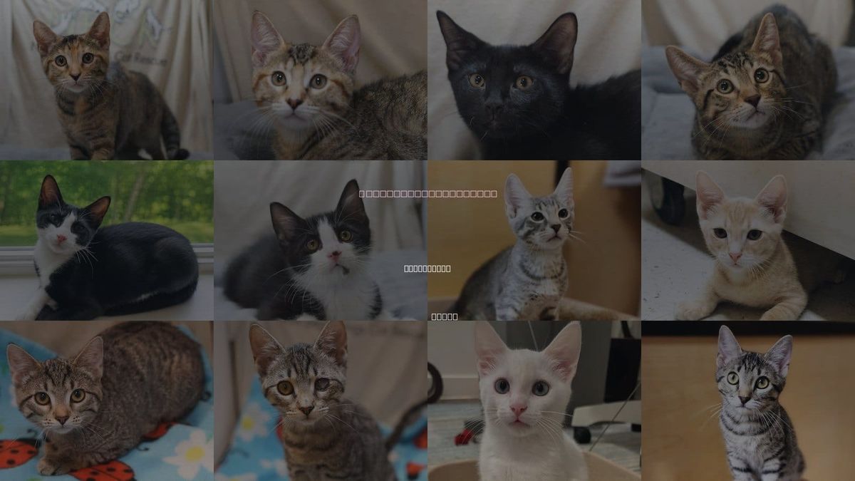Cats for Adoption in Richardson, Texas