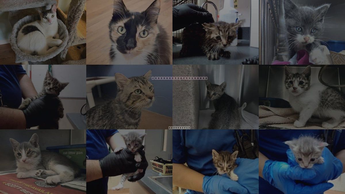 Cats for Adoption in Richmond, California