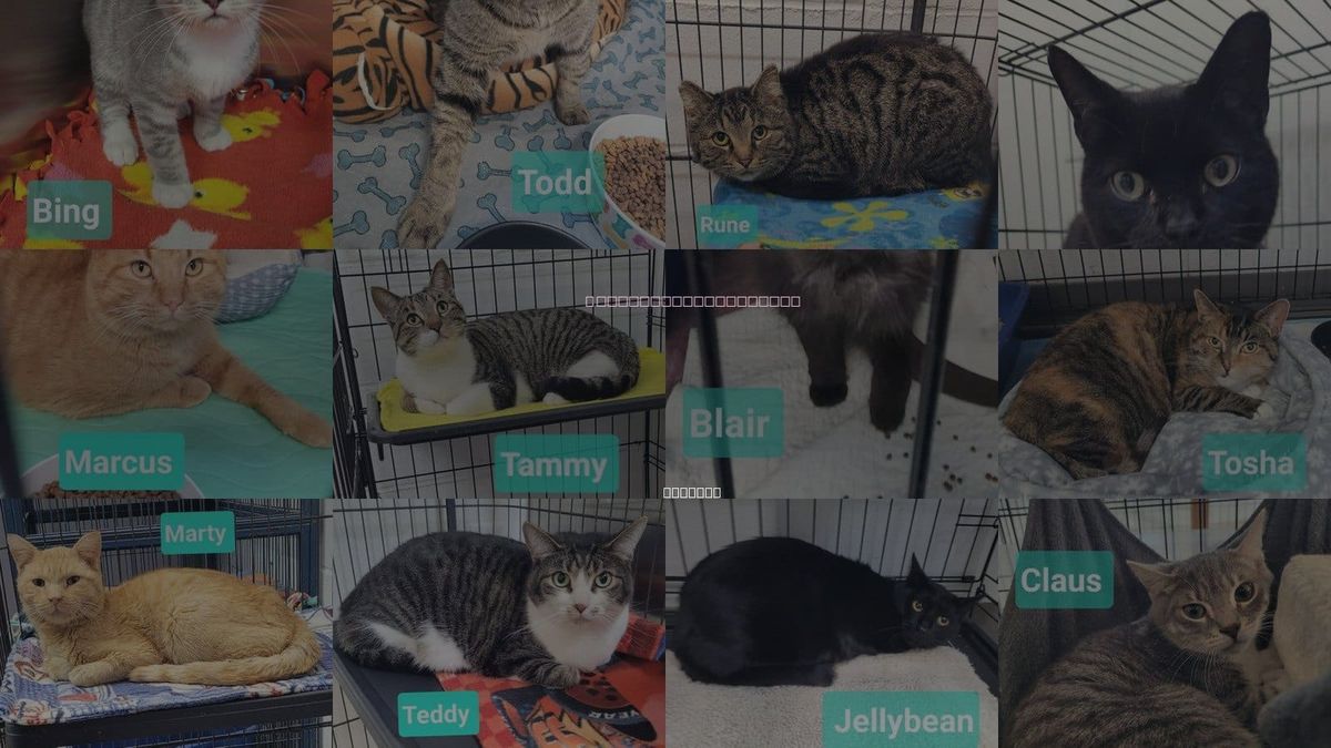 Cats for Adoption in Richmond, Indiana