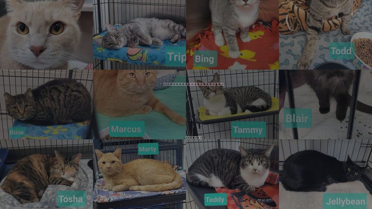 Cats for Adoption in Richmond, Indiana