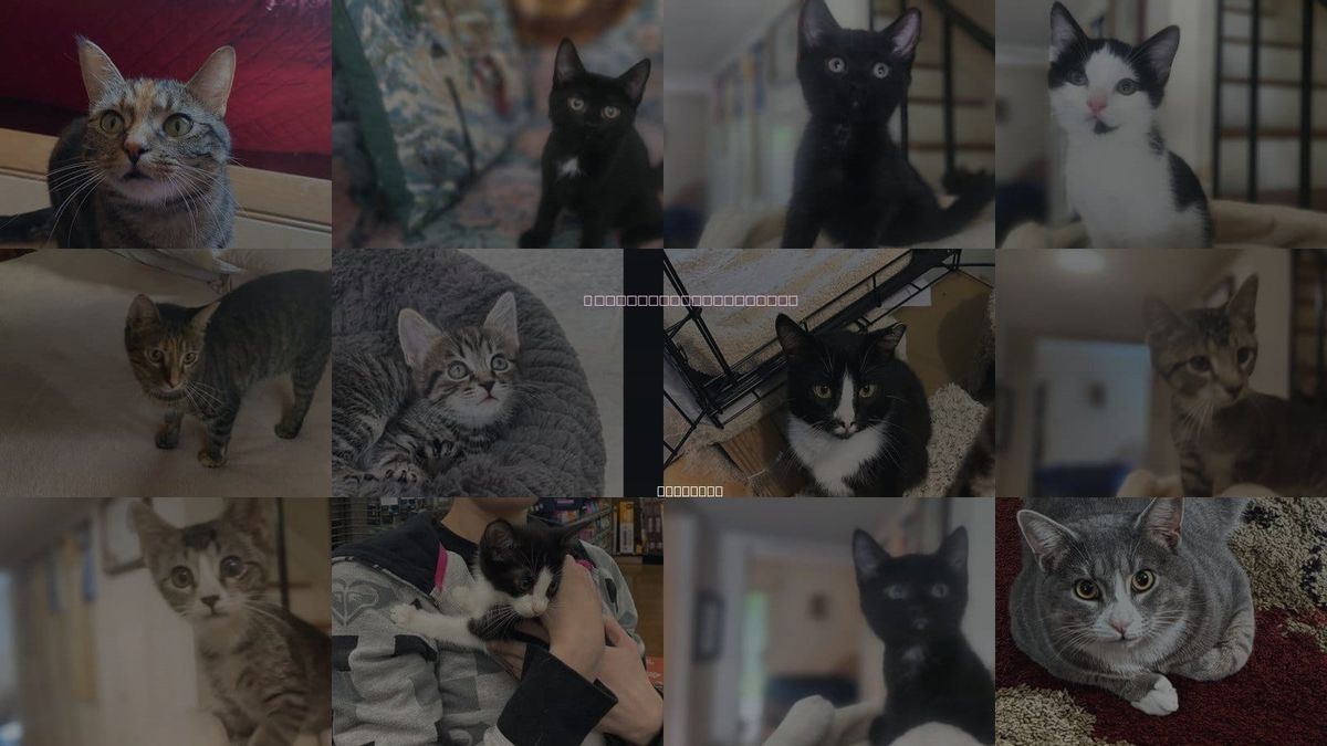 Cats for Adoption in Richmond, Virginia