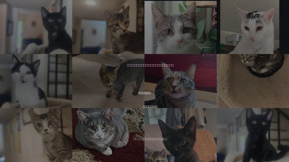 Cats for Adoption in Richmond, Virginia