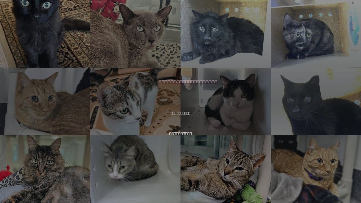 Cats for Adoption in Rio Rancho, New Mexico