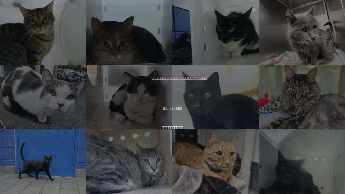 Cats for Adoption in Rio Rancho, New Mexico
