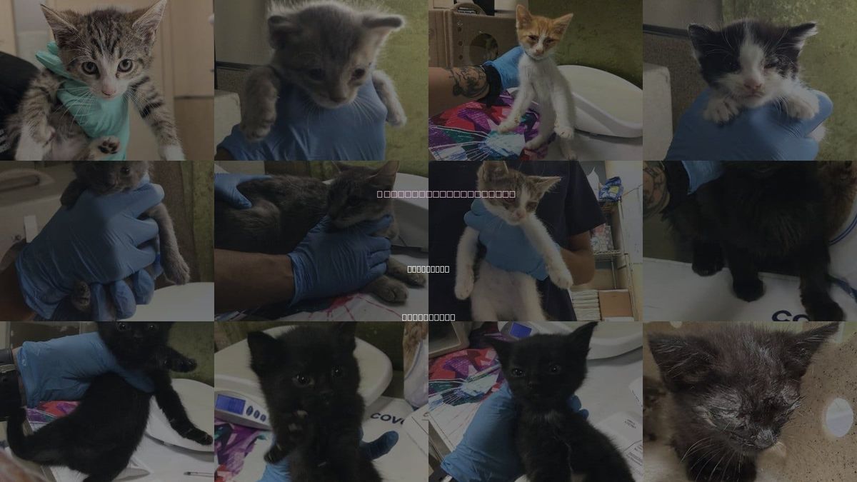 Cats for Adoption in Riverside, California