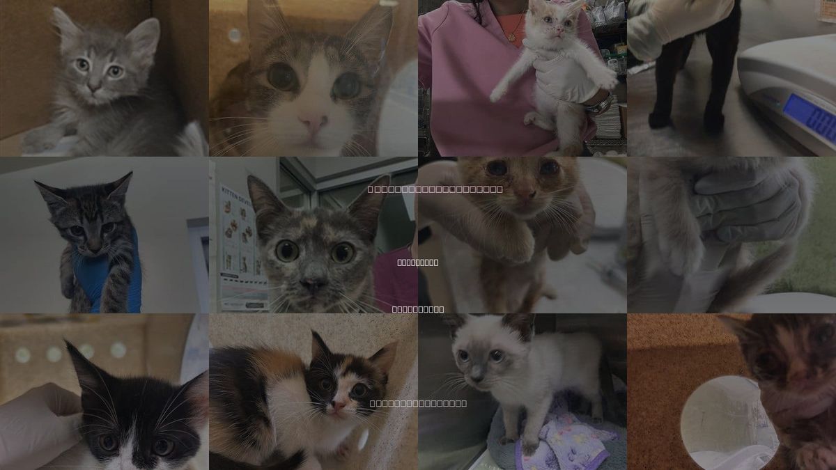Cats for Adoption in Riverside, California