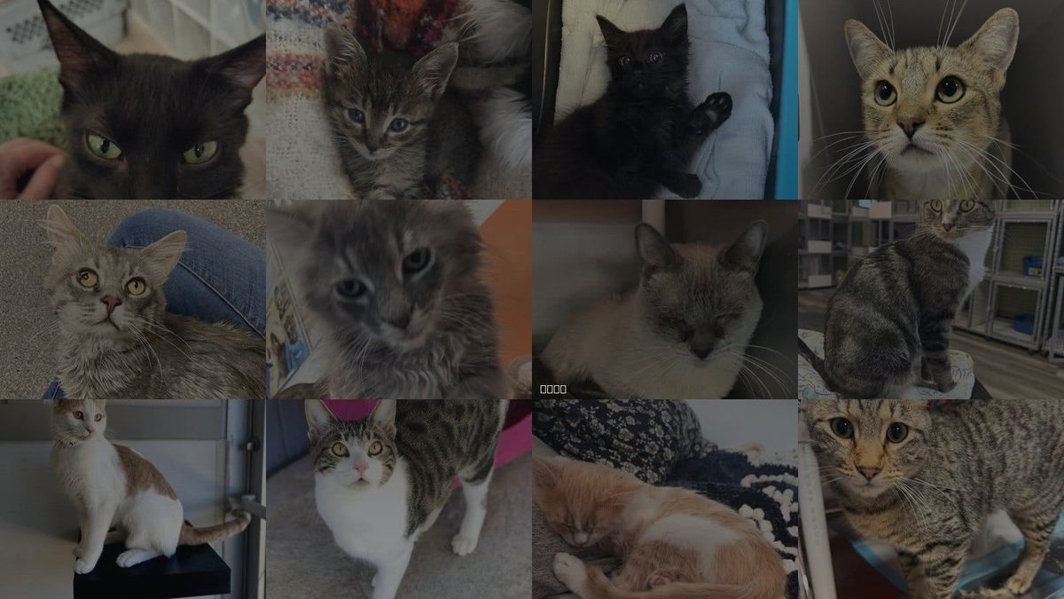 Cats for Adoption in Riverton, Utah