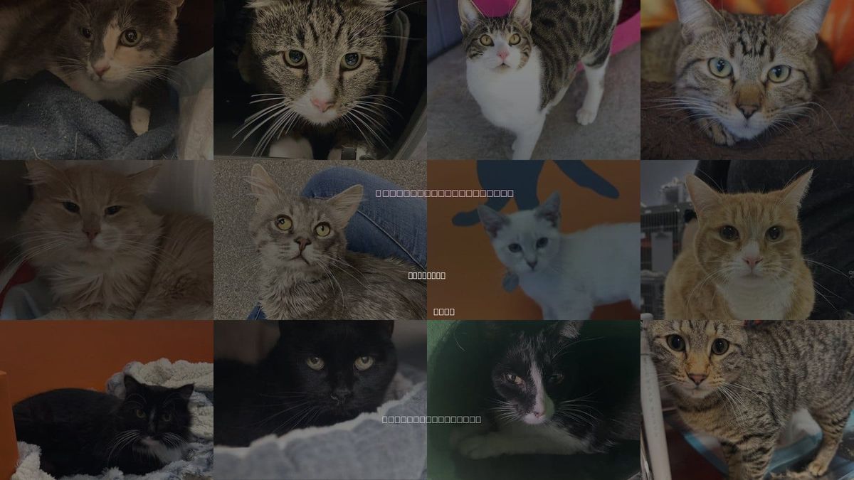 Cats for Adoption in Riverton, Utah