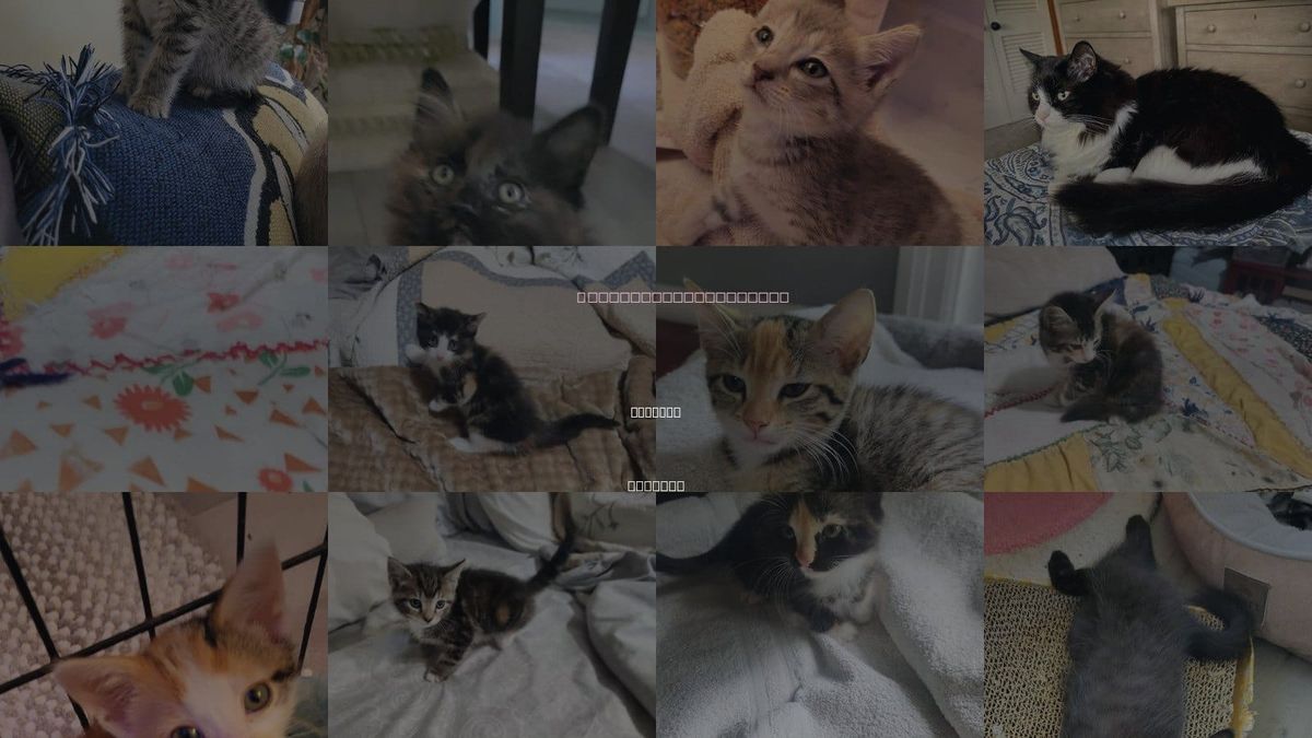 Cats for Adoption in Roanoke, Alabama