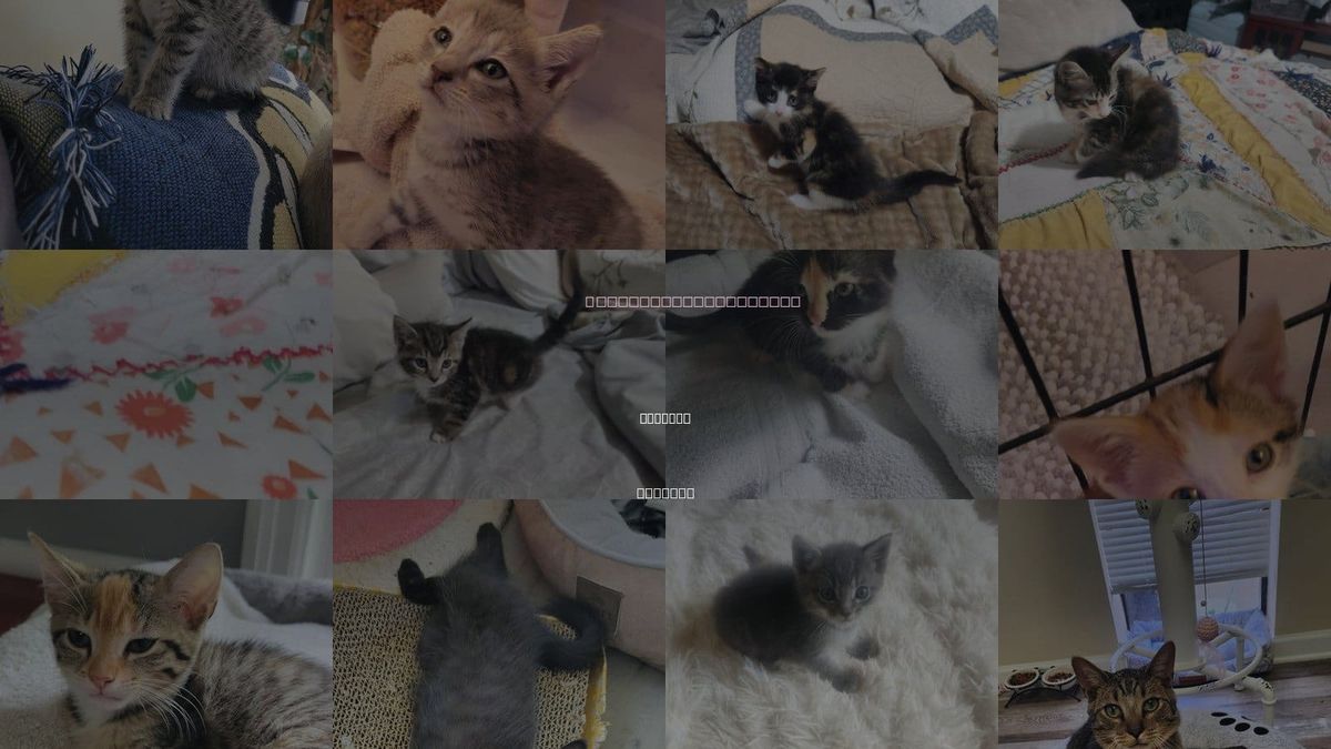 Cats for Adoption in Roanoke, Alabama
