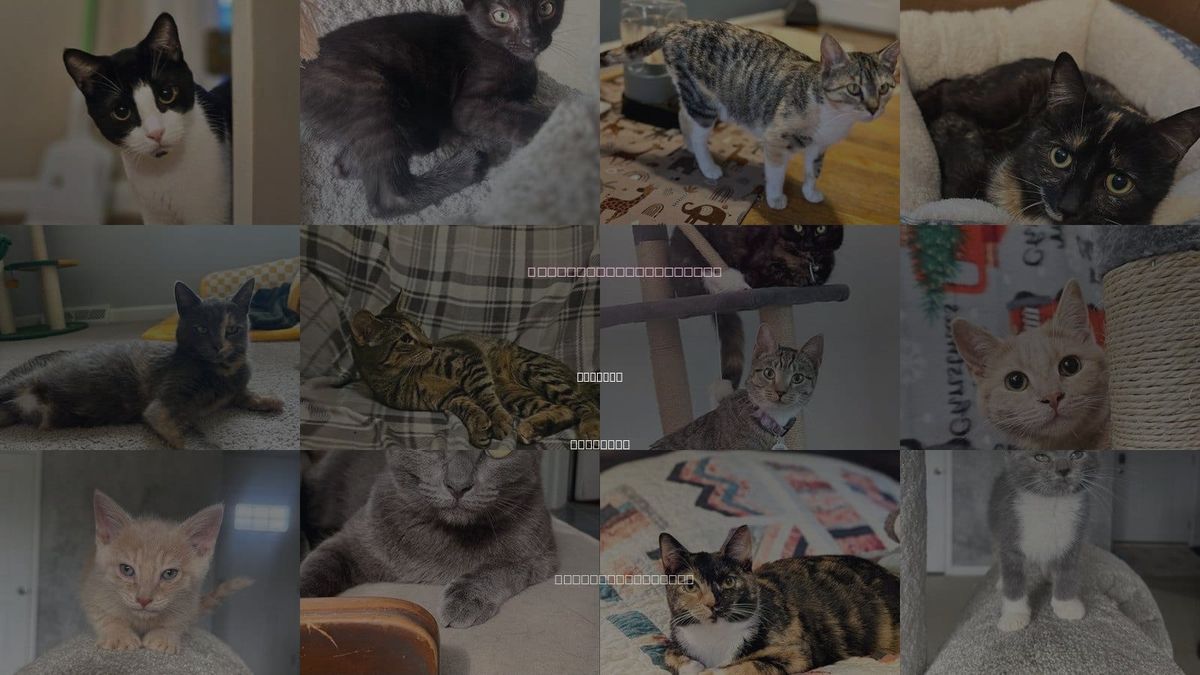 Cats for Adoption in Roanoke, Virginia