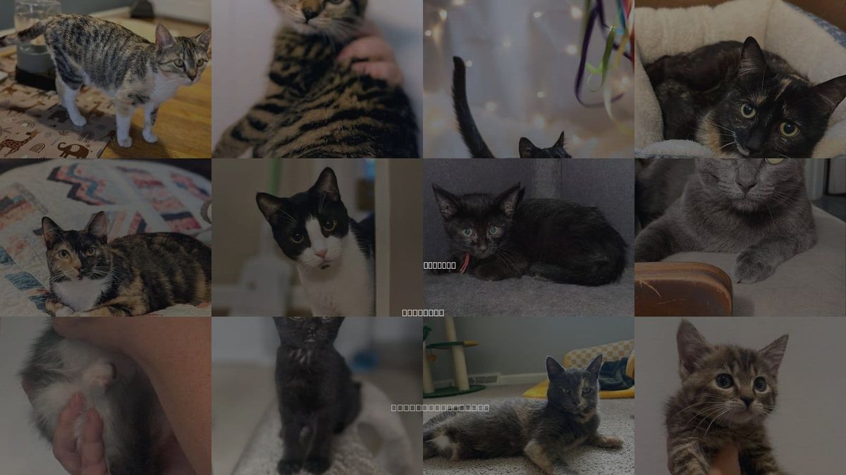 Cats for Adoption in Roanoke, Virginia