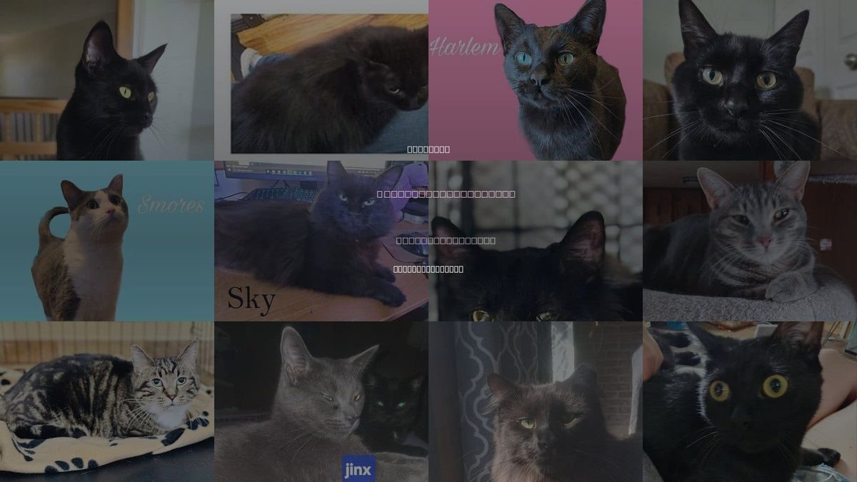Cats for Adoption in Rochester Hills, Michigan