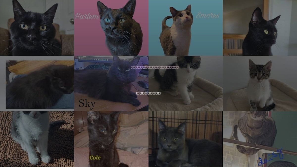 Cats for Adoption in Rochester Hills, Michigan