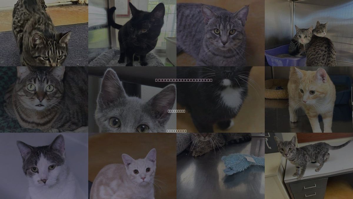 Cats for Adoption in Rochester, Minnesota