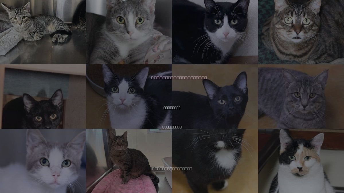 Cats for Adoption in Rochester, Minnesota