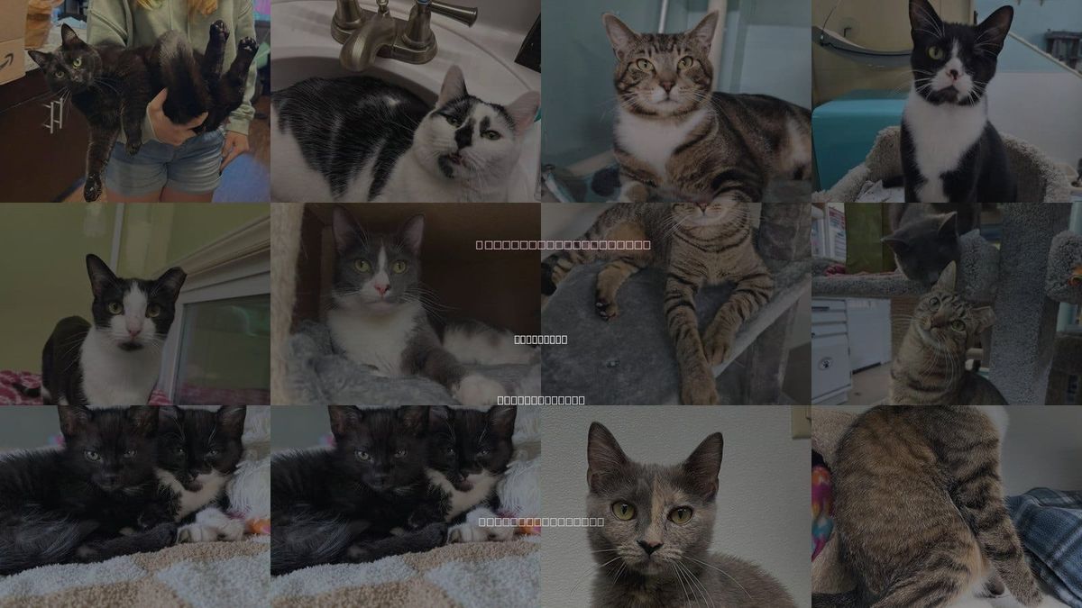 Cats for Adoption in Rochester, New Hampshire
