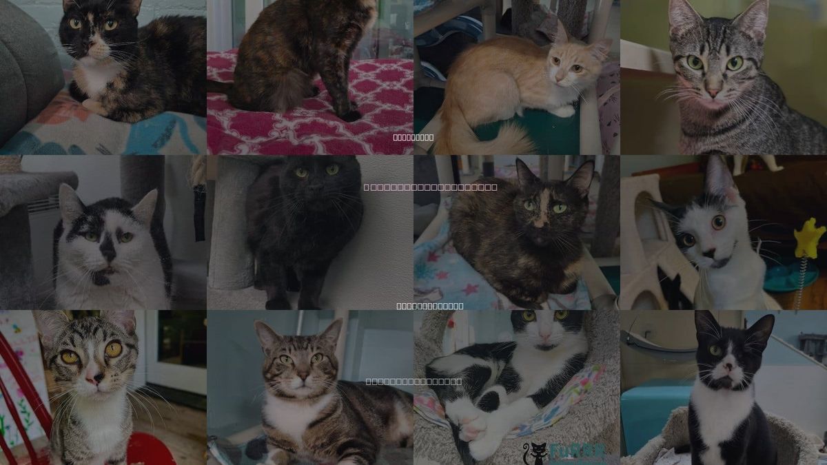 Cats for Adoption in Rochester, New Hampshire