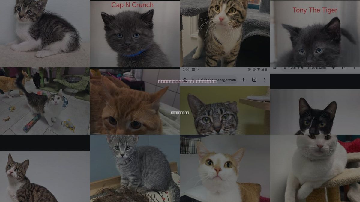 Cats for Adoption in Rochester, New York