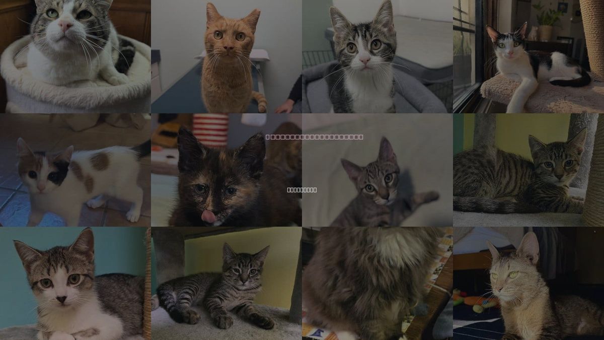 Cats for Adoption in Rochester, New York