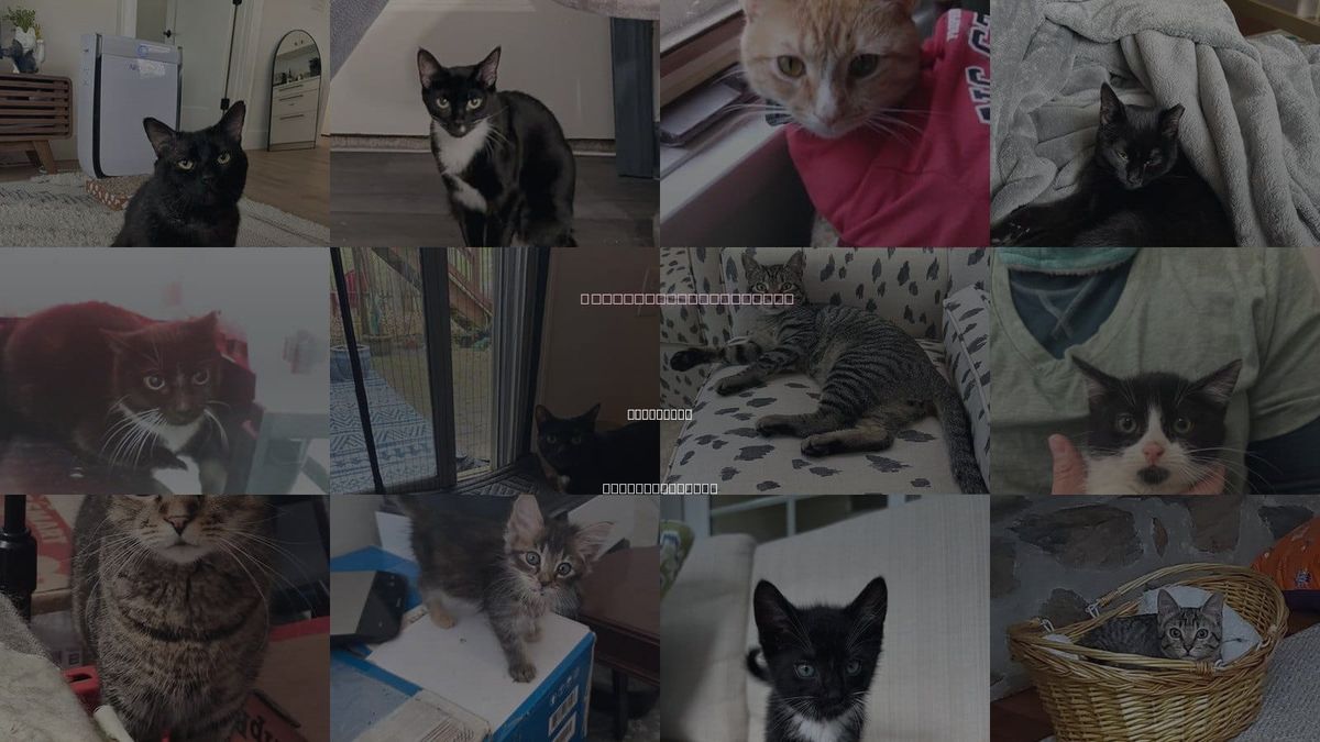 Cats for Adoption in Rock Hill, South Carolina