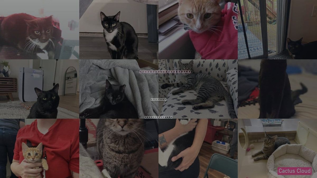 Cats for Adoption in Rock Hill, South Carolina