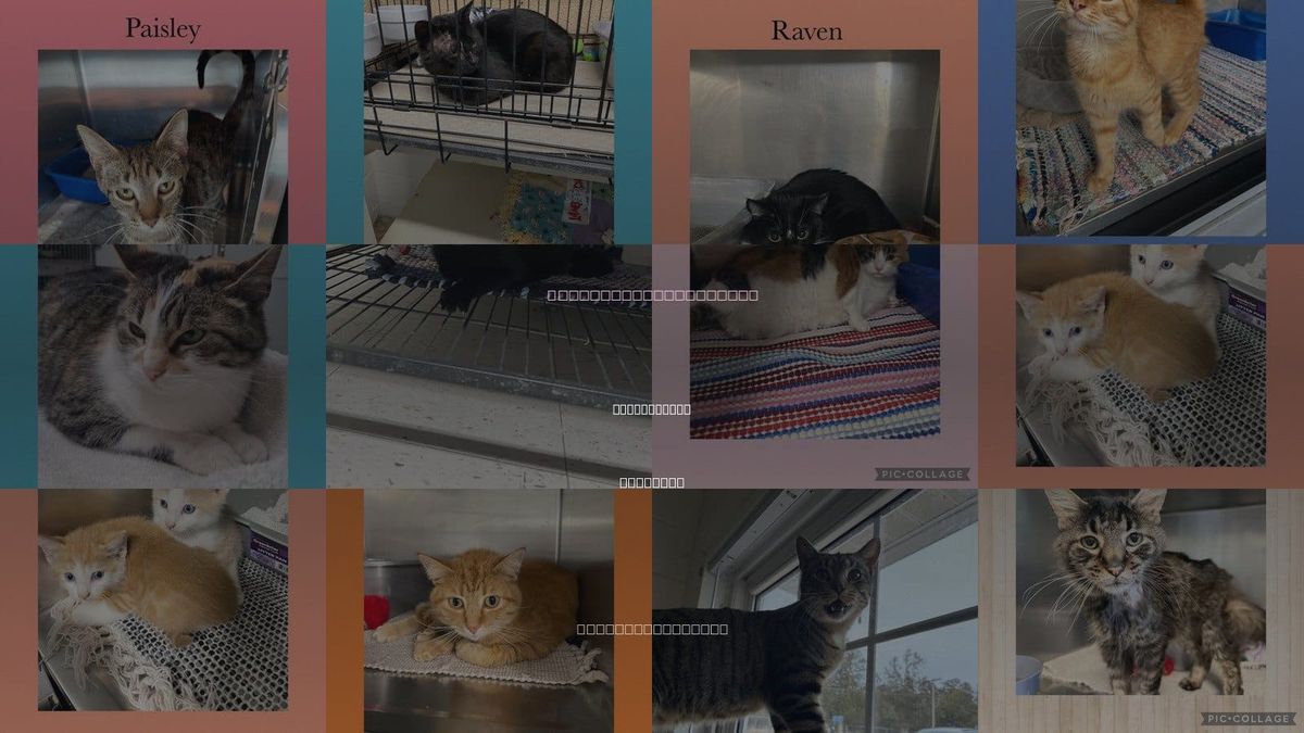 Cats for Adoption in Rock Island, Illinois