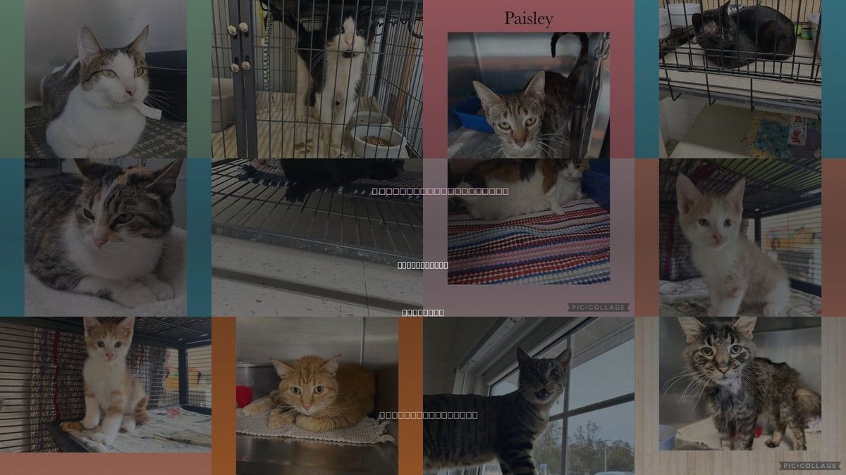 Cats for Adoption in Rock Island, Illinois