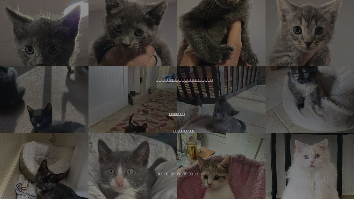 Cats for Adoption in Rockaway, New Jersey