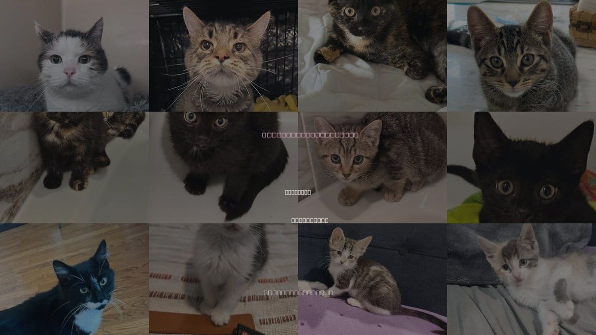 Cats for Adoption in Rockaway, New Jersey