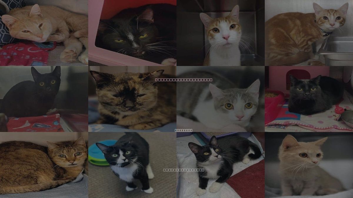 Cats for Adoption in Rockford, Illinois