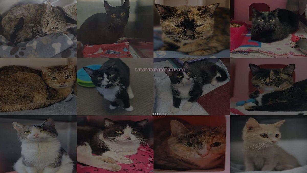 Cats for Adoption in Rockford, Illinois