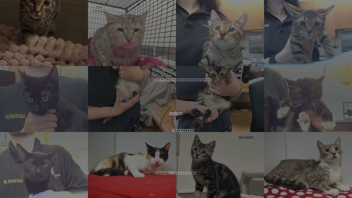 Cats for Adoption in Rocklin, California