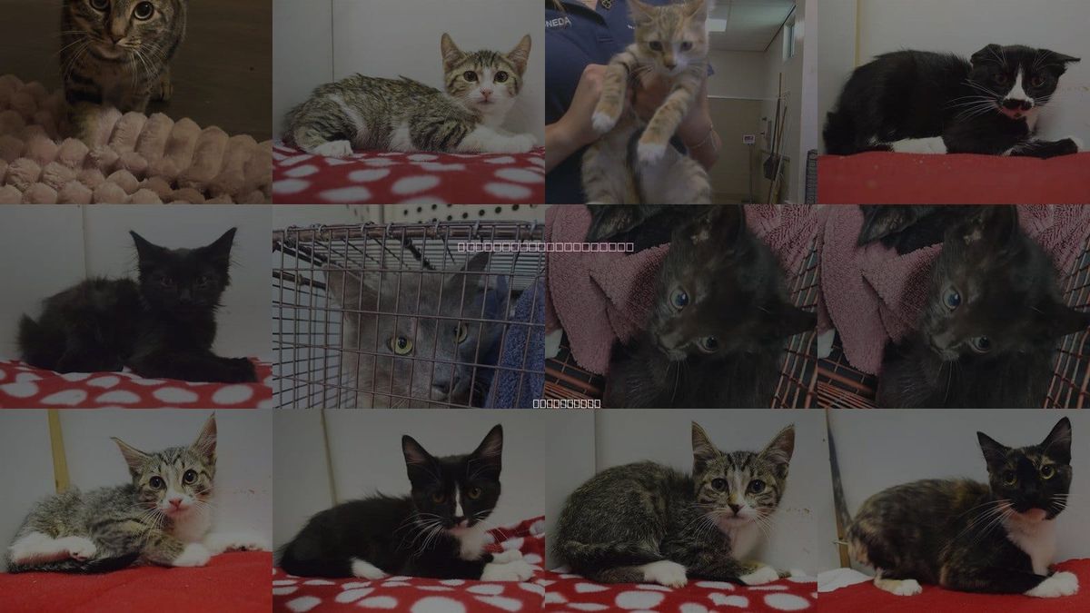 Cats for Adoption in Rocklin, California