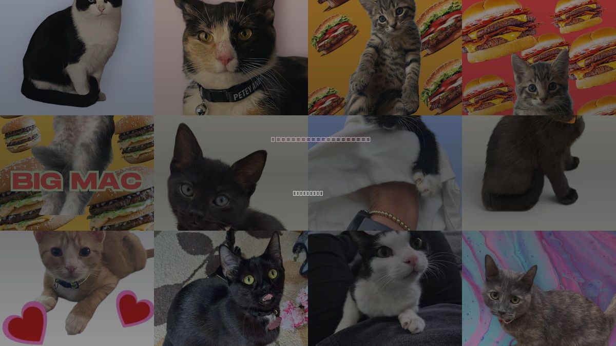 Cats for Adoption in Rockville, Maryland