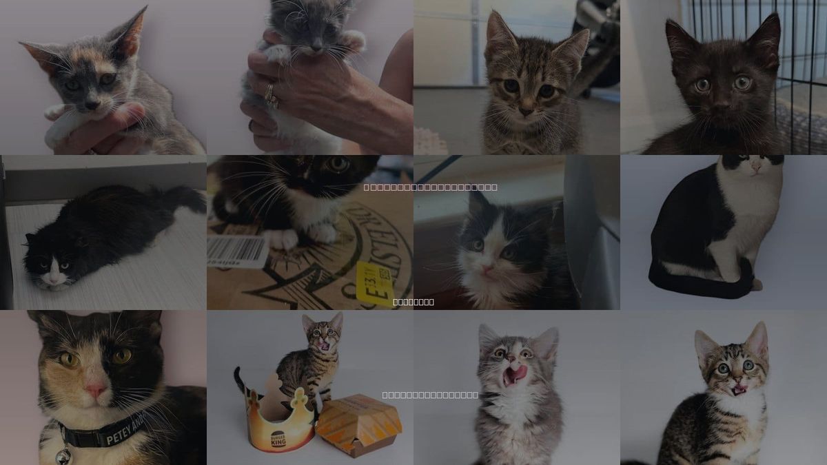 Cats for Adoption in Rockville, Maryland