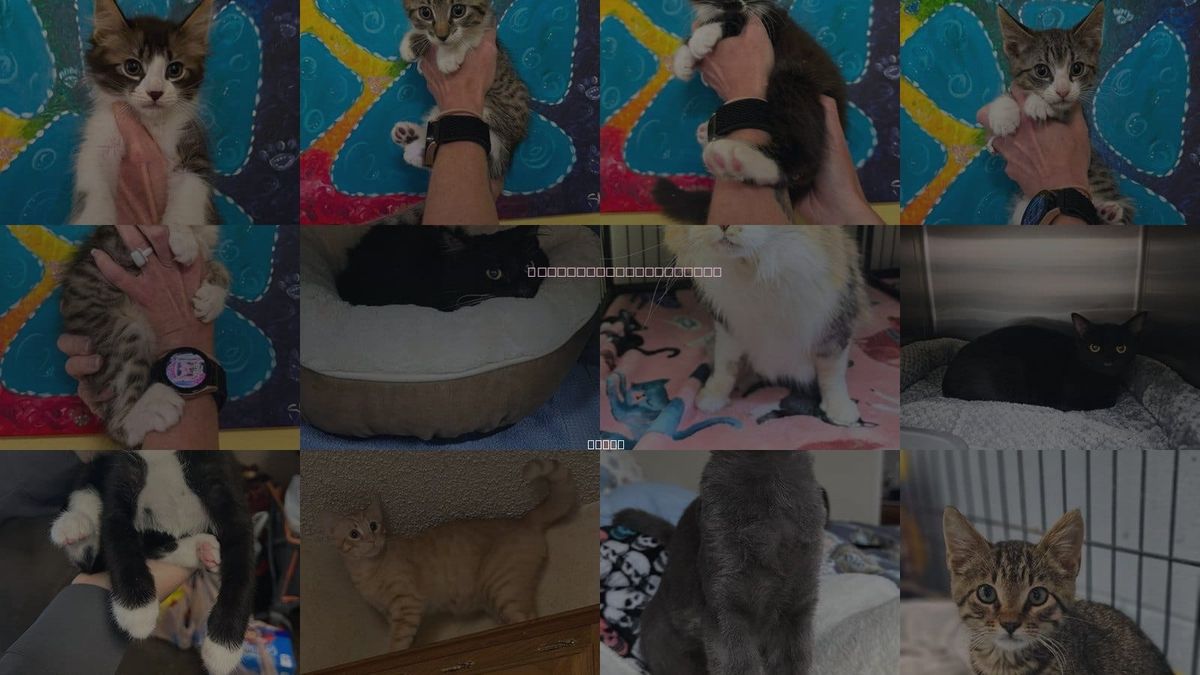 Cats for Adoption in Rockwall, Texas