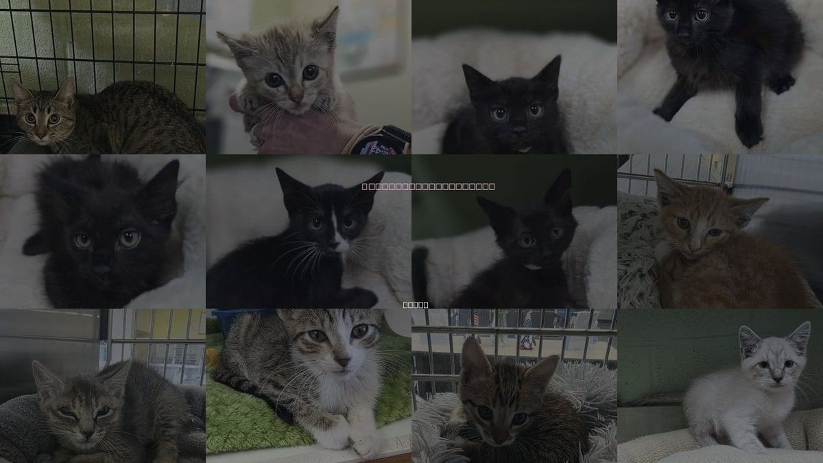 Cats for Adoption in Rockwall, Texas