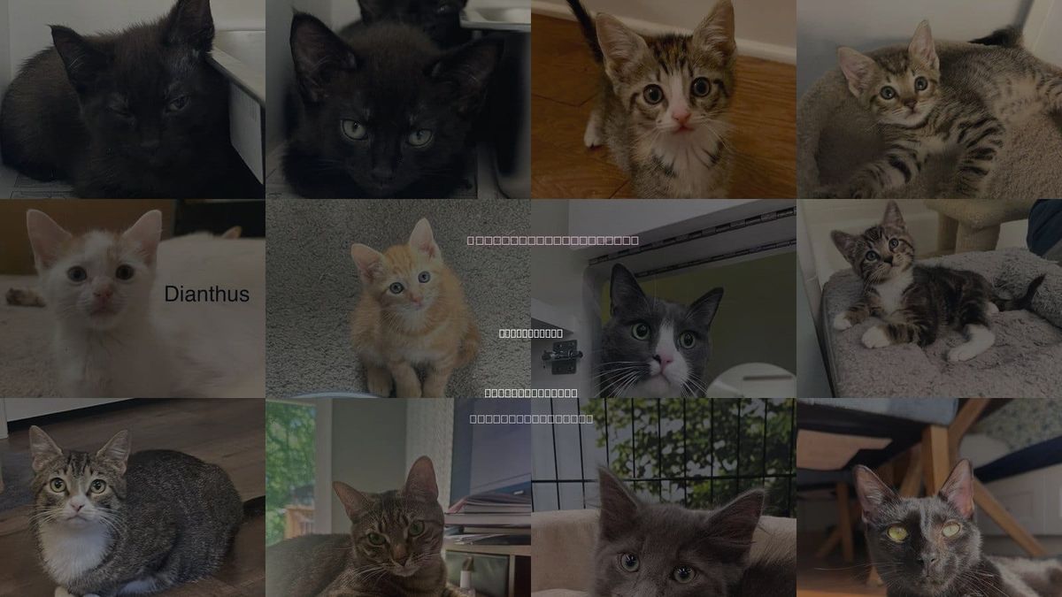 Cats for Adoption in Rocky Mount, North Carolina