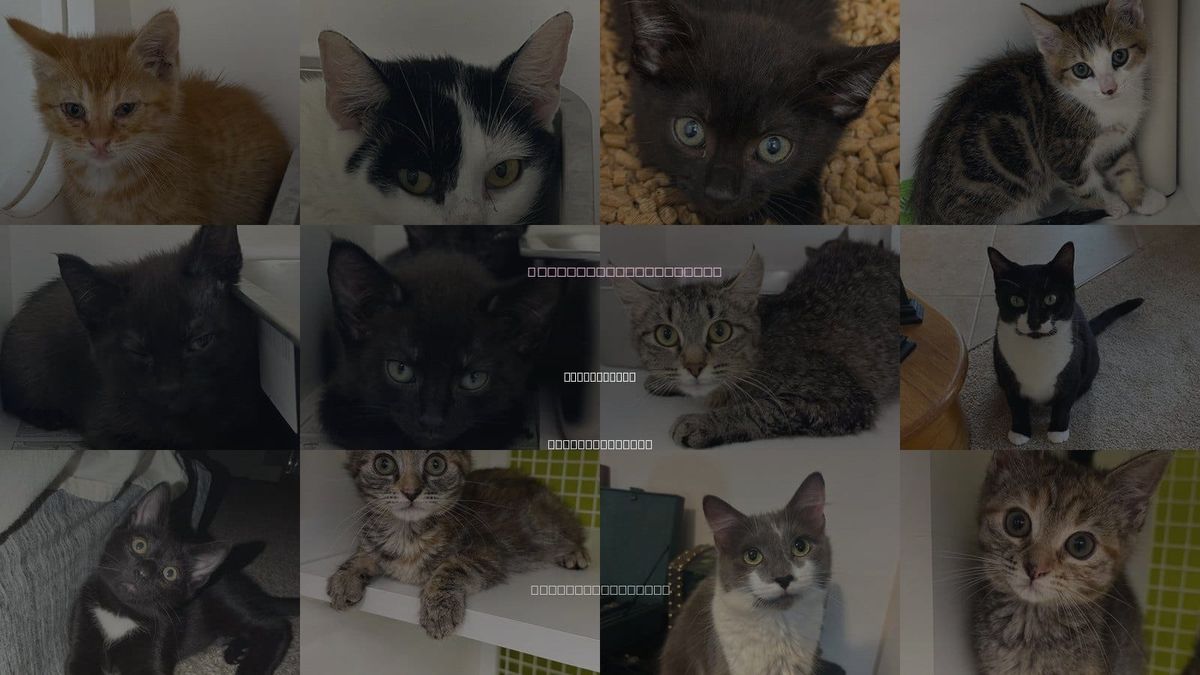 Cats for Adoption in Rocky Mount, North Carolina