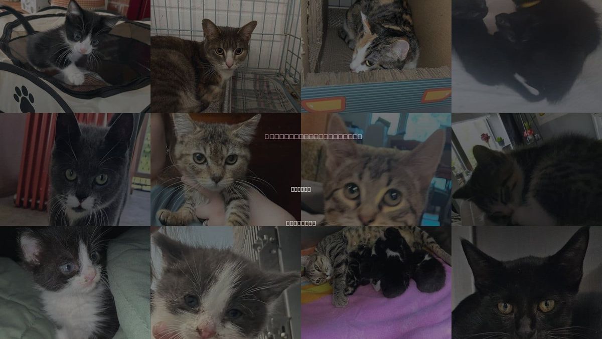 Cats for Adoption in Rogers, Arkansas