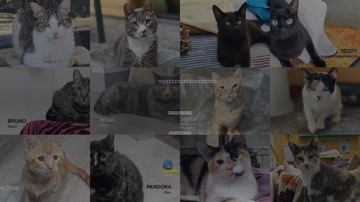 Cats for Adoption in Rohnert Park, California