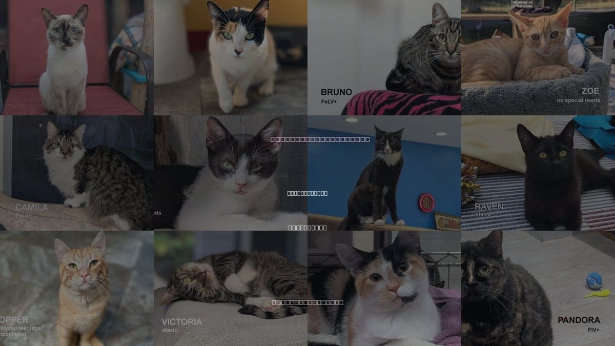 Cats for Adoption in Rohnert Park, California
