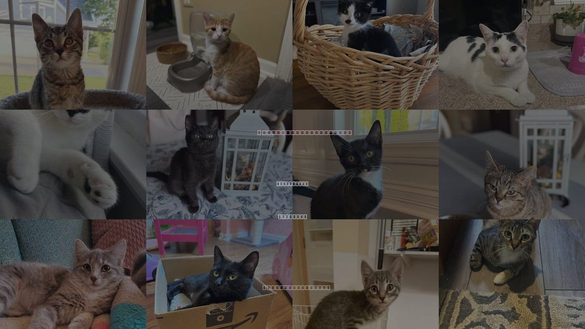 Cats for Adoption in Romeoville, Illinois