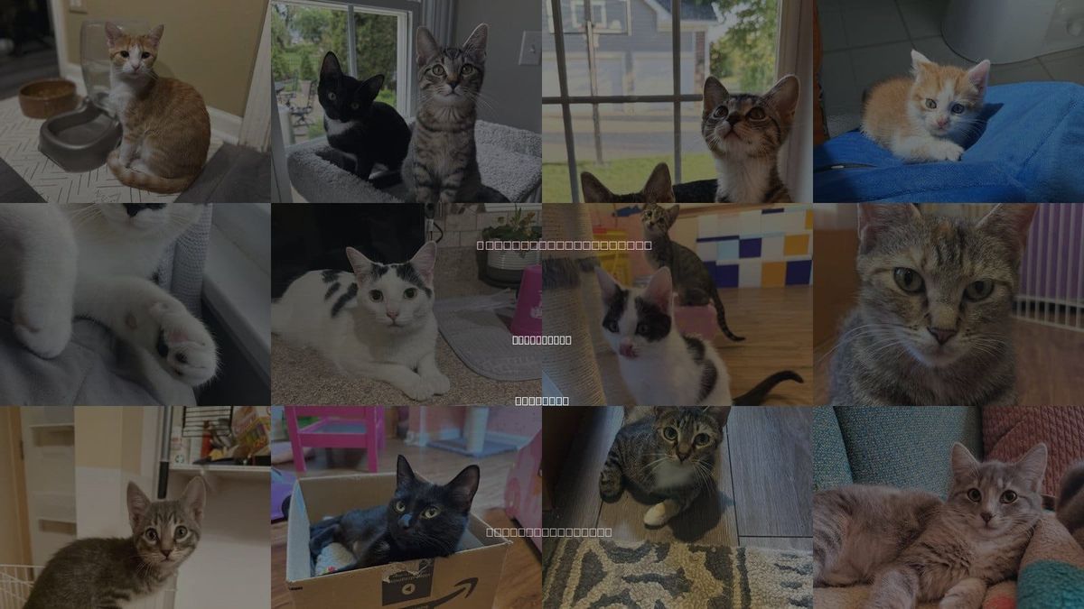 Cats for Adoption in Romeoville, Illinois